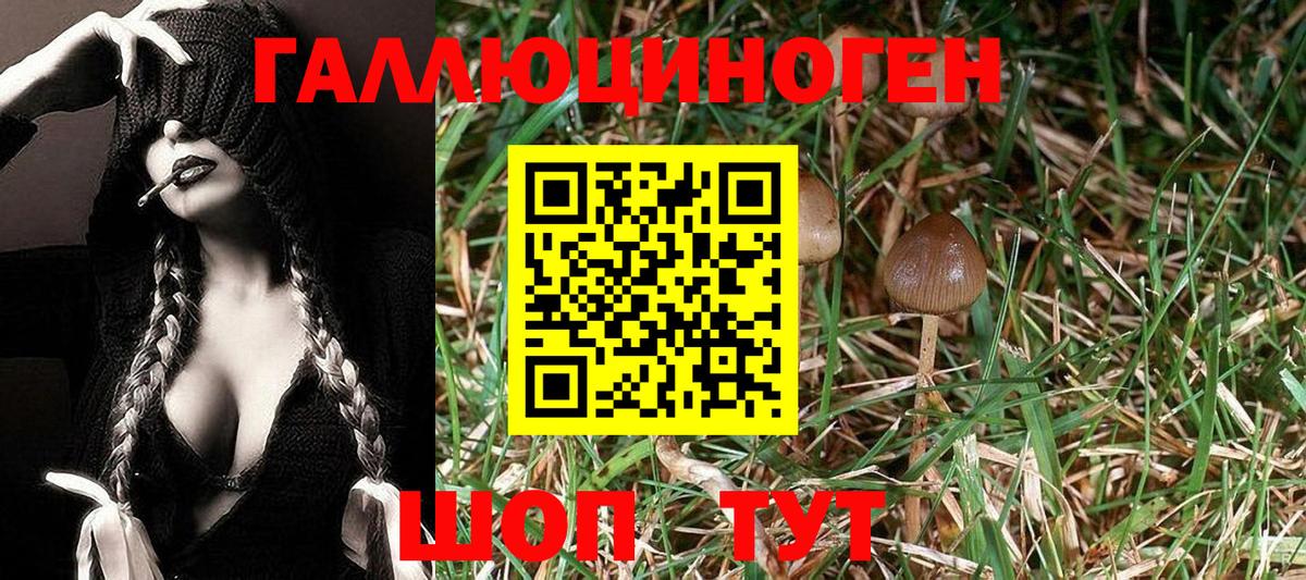 Псилоцибиновые грибы Psilocybine cubensis Гагарин